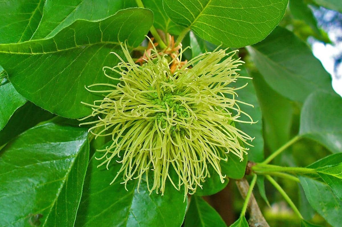Osage orange
