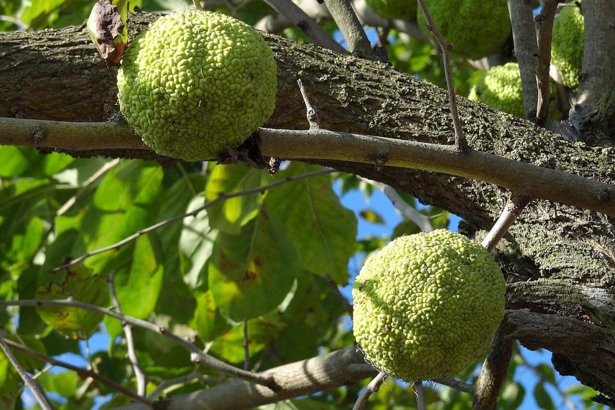 Osage orange