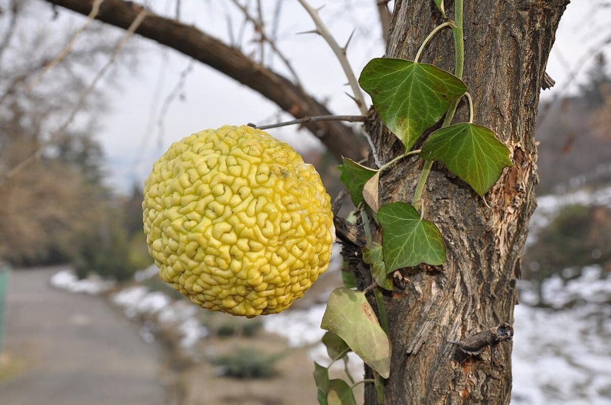 Osage orange