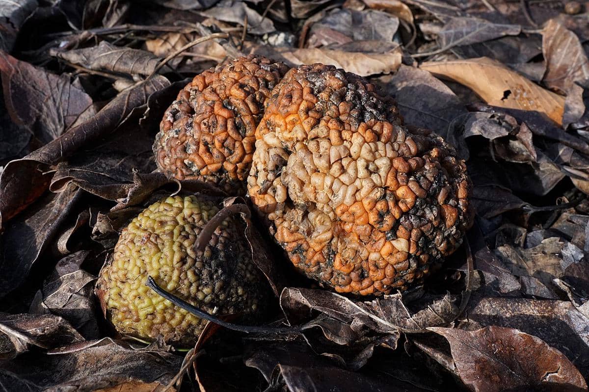 Osage orange
