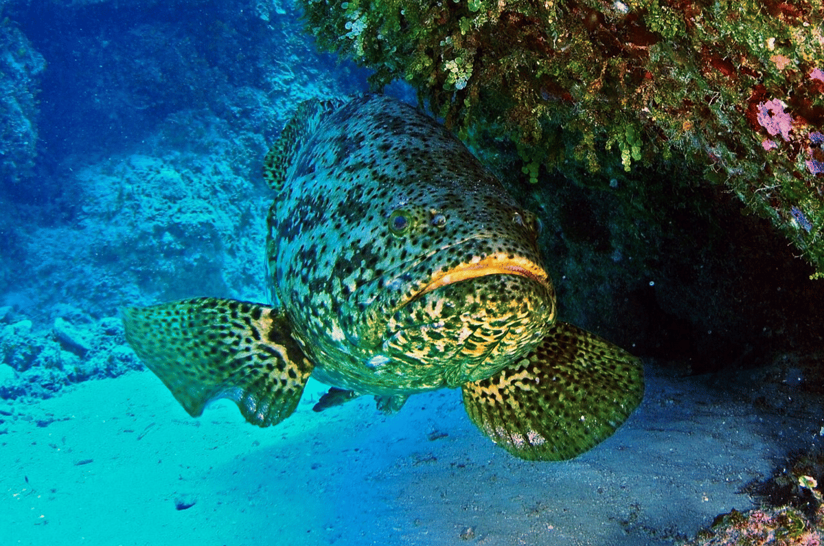 5 Spesies Ikan Kerapu Terbesar, Panjangnya Mencapai 2,7 Meter