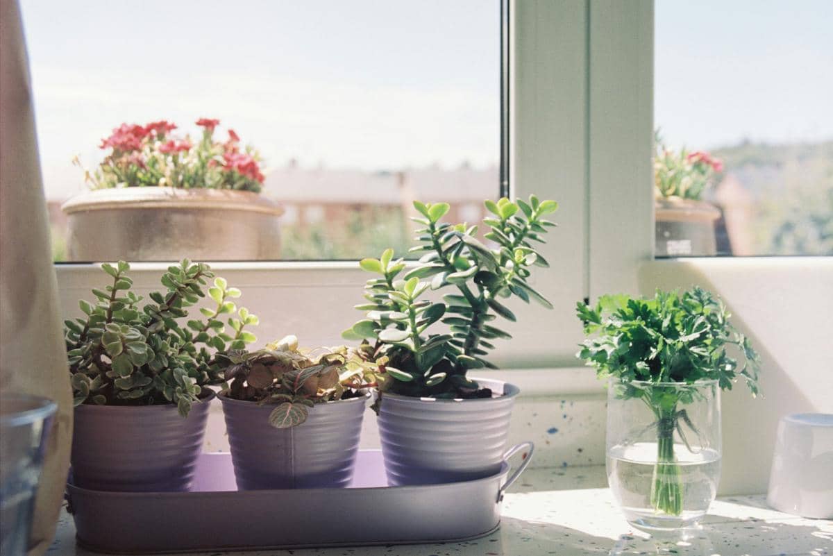 8 Tanaman Hias Indoor Terbaik untuk Jendela, Rumah Jadi Cantik!