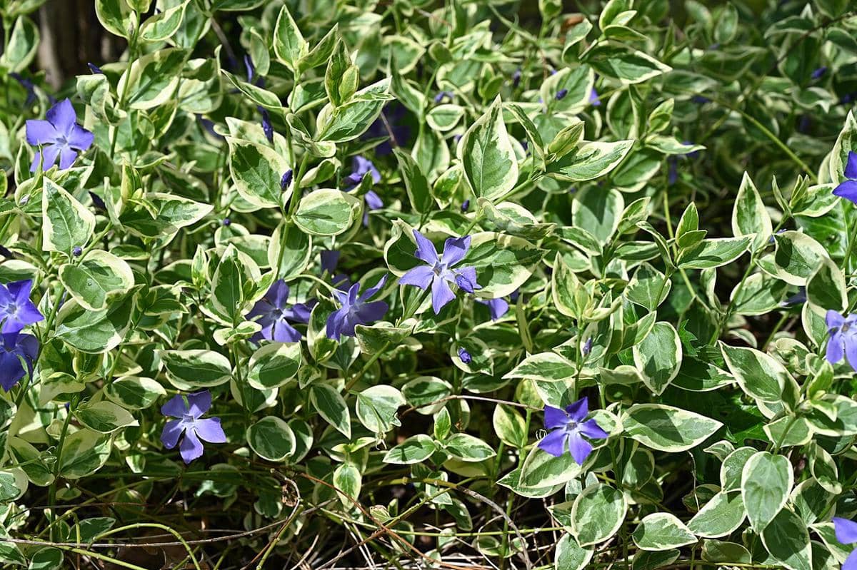 ilustrasi vinca variegata