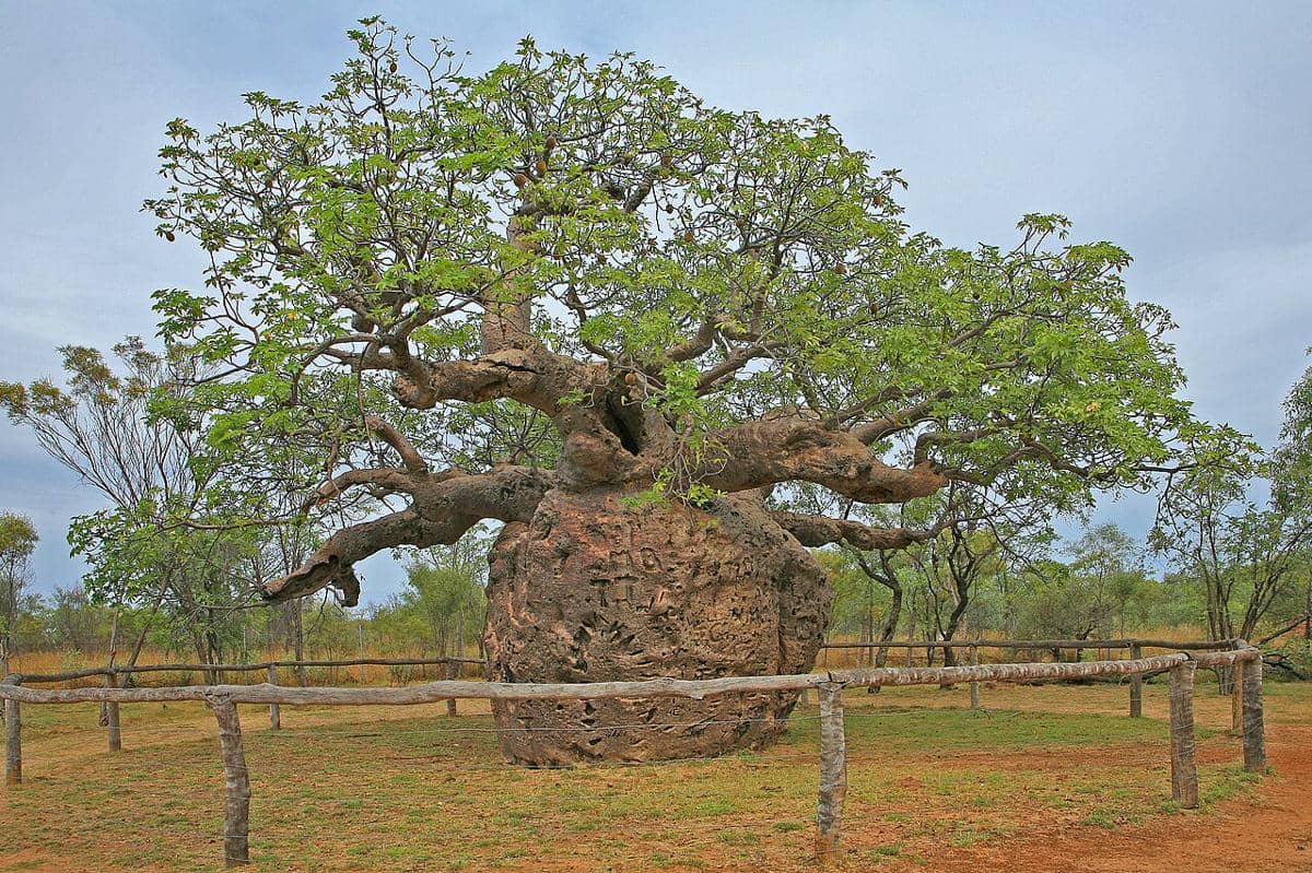 Pohon boab
