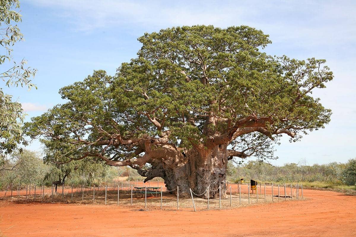 Pohon boab