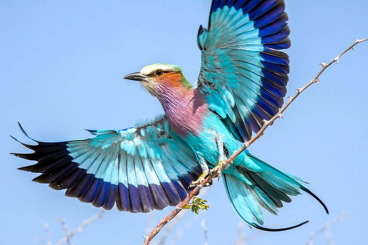 7 Fakta Unik Burung Tiong Lampu, Kenapa Dinamakan Begitu?
