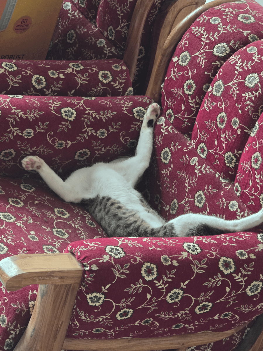 meme kucing posisi lucu