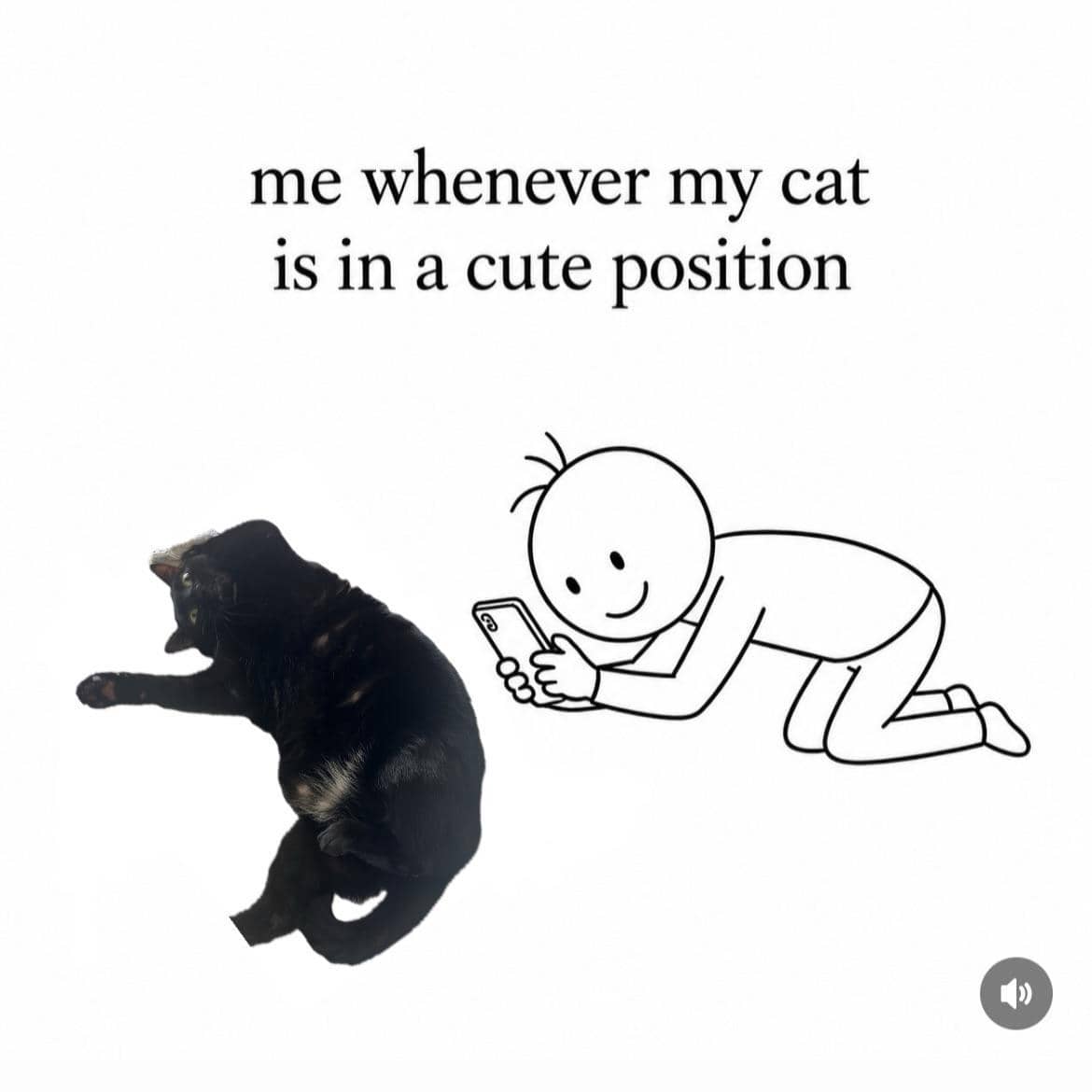 meme kucing posisi lucu