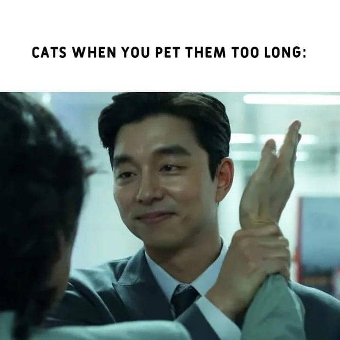 meme mengelus-elus kucing