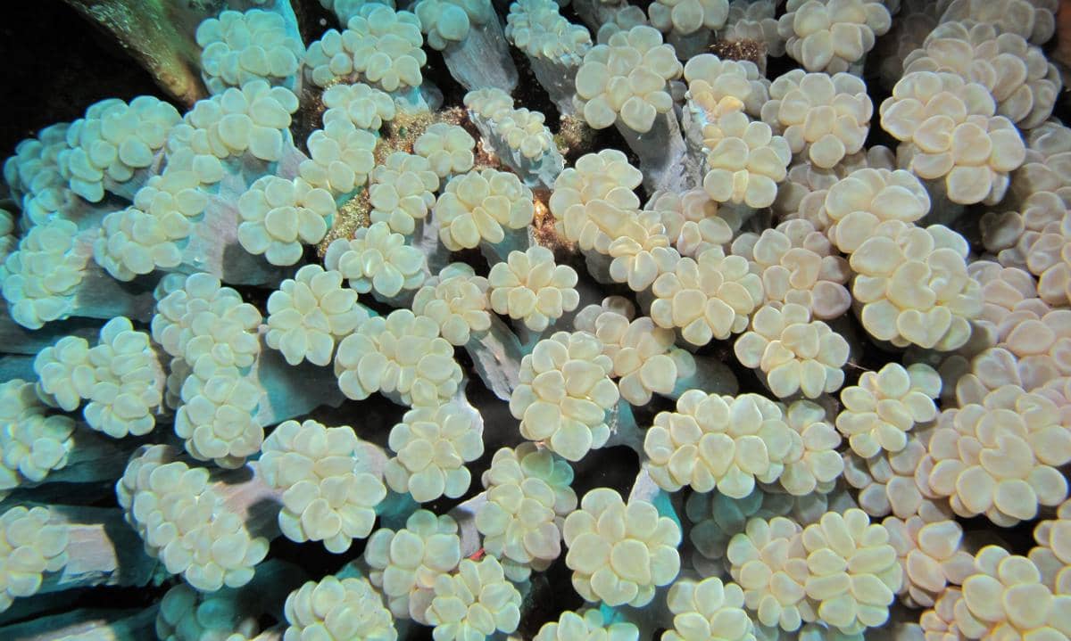 penampilan bubble coral berubah secara alami antara siang dan malam