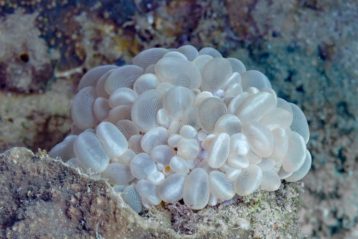 5 Fakta Bubble Coral, Karang Unik yang Mirip Kumpulan Balon