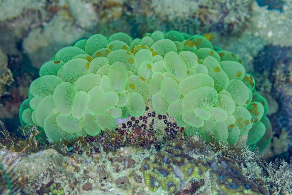 sweeper tentacles membantu bubble coral mempertahankan ruang hidupnya