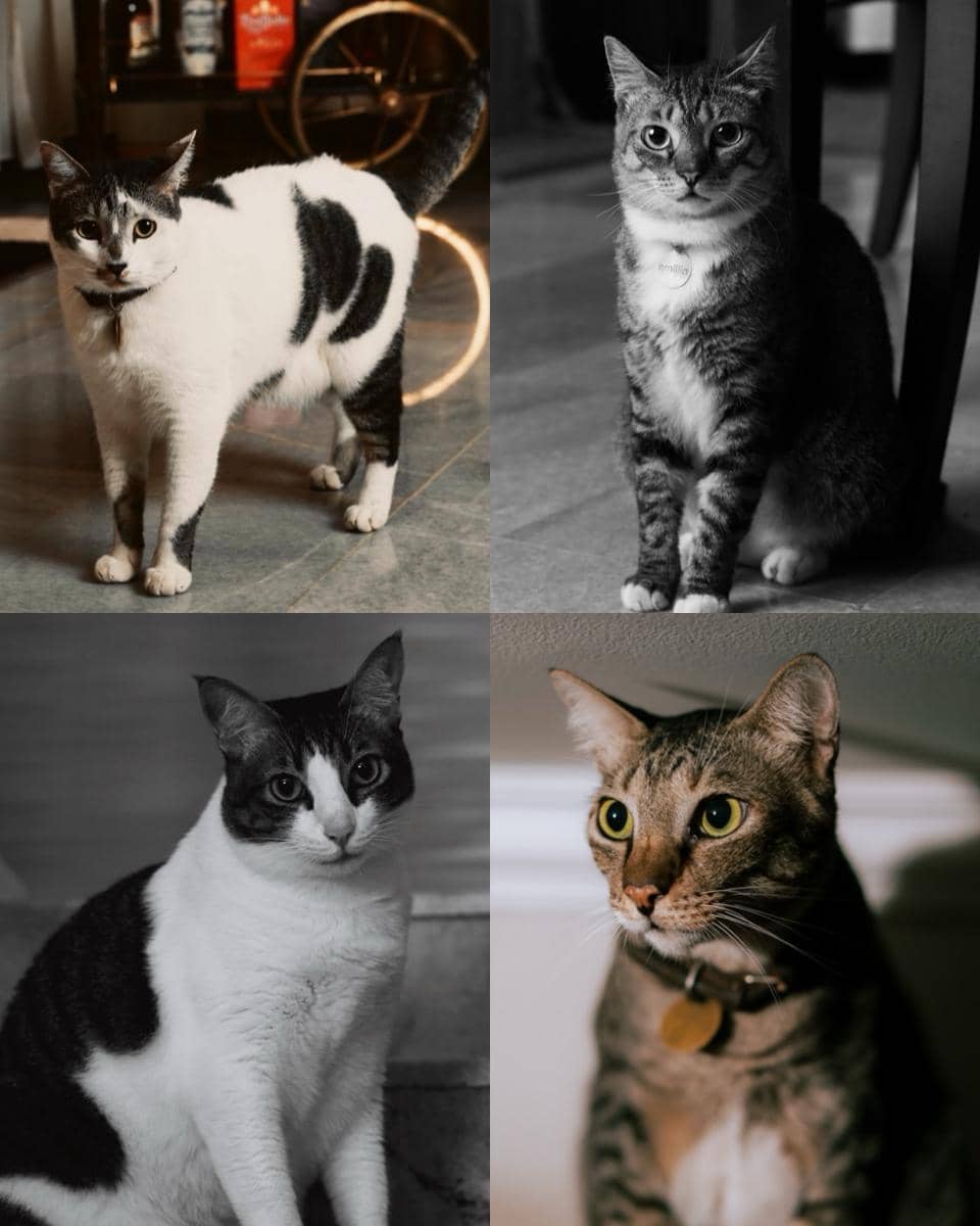 Empat ekor kucing peliharaan dengan bulu belang hitam putih dan abu-abu cokelat berpose di dalam ruangan dengan pencahayaan hangat.