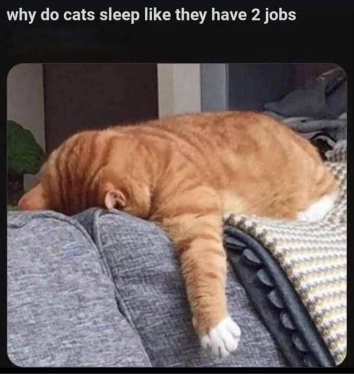meme kucing posisi lucu