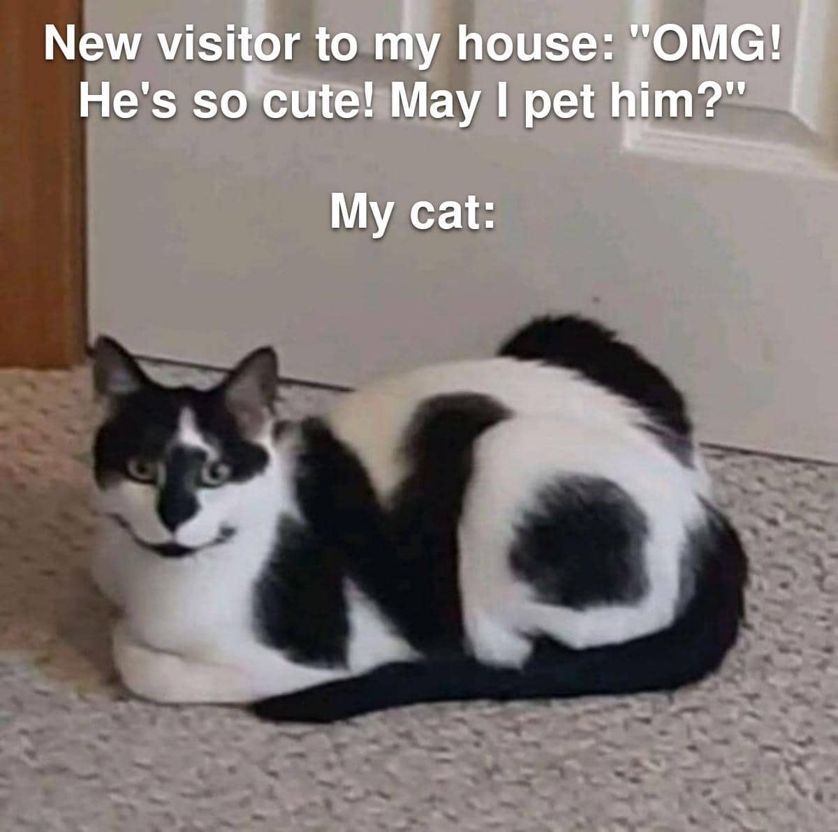 meme mengelus-elus kucing