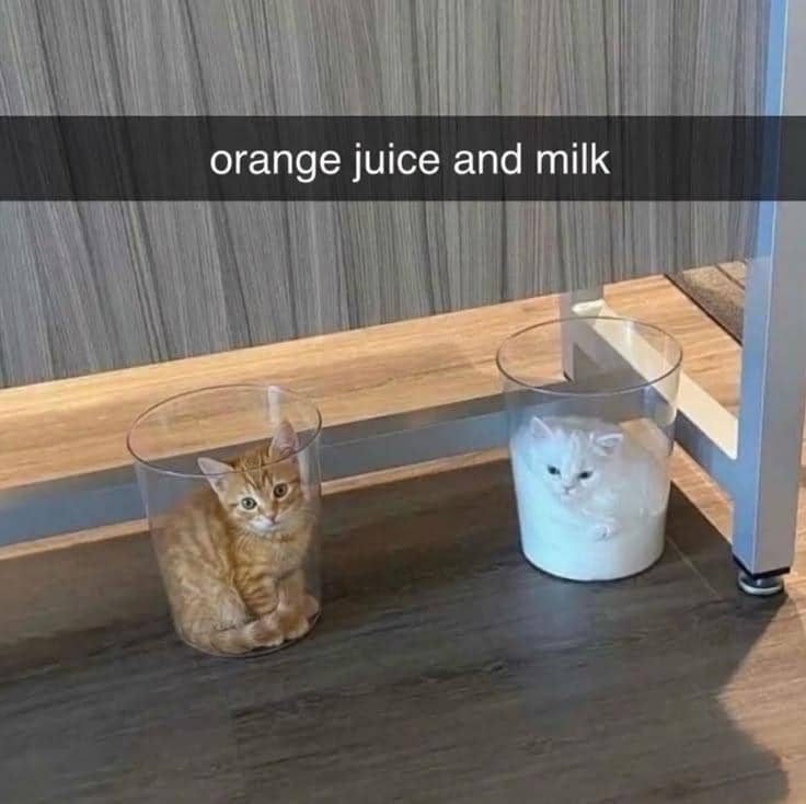 meme kucing posisi lucu