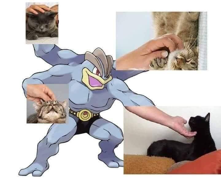 meme mengelus-elus kucing