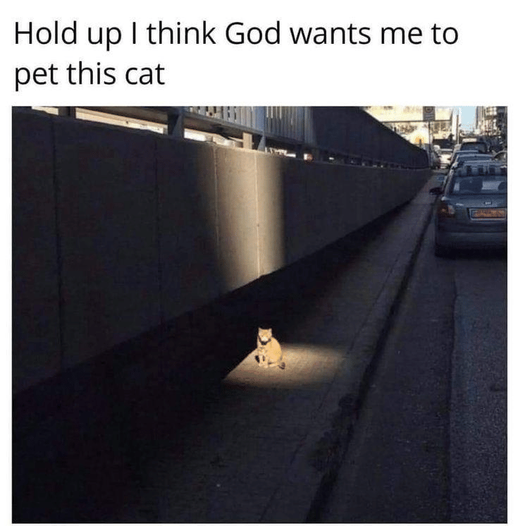 meme mengelus-elus kucing
