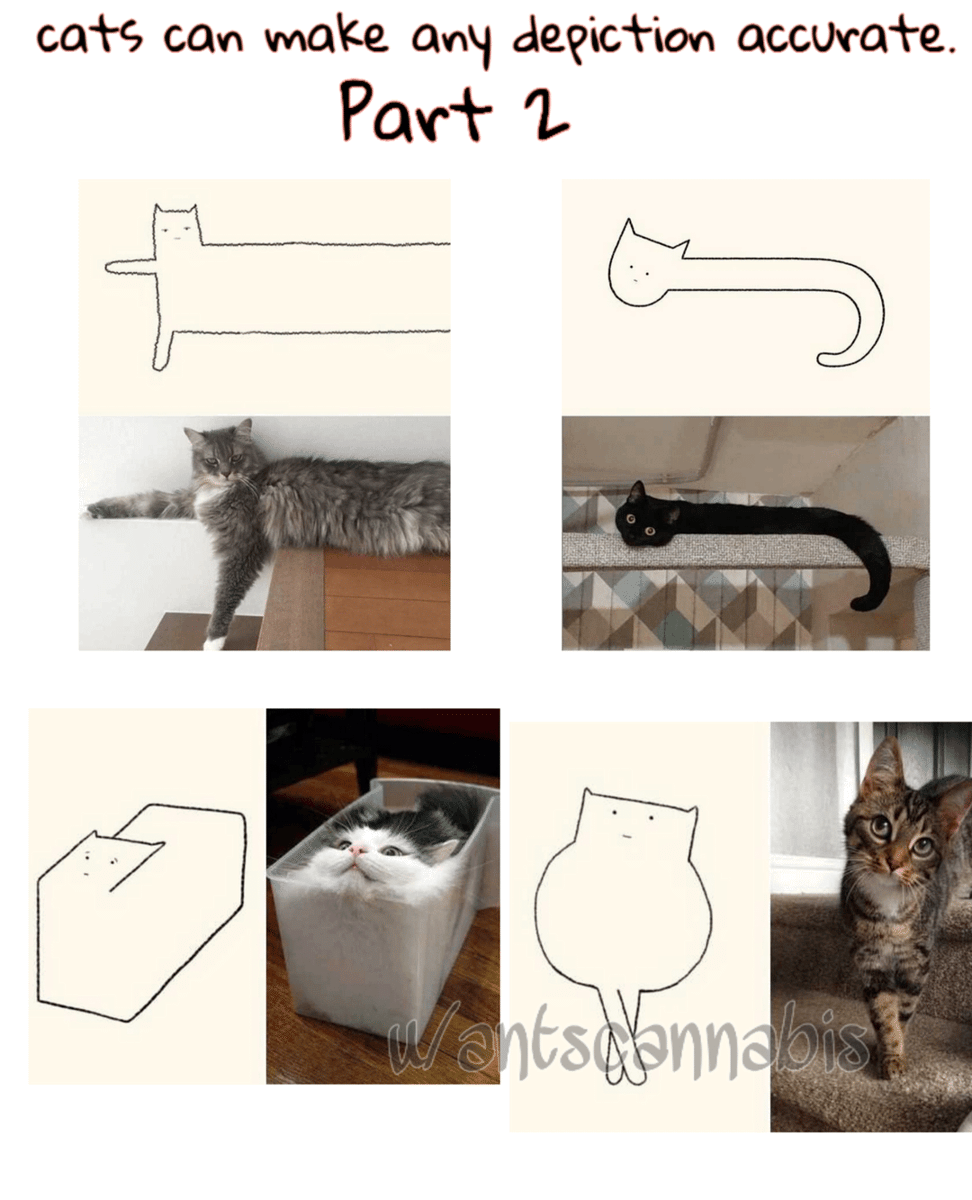 meme kucing posisi lucu