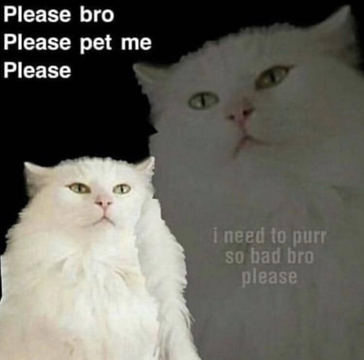meme mengelus-elus kucing