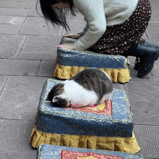 meme kucing posisi lucu