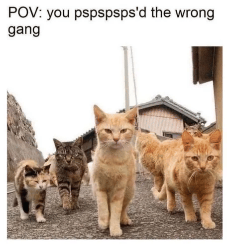 meme mengelus-elus kucing