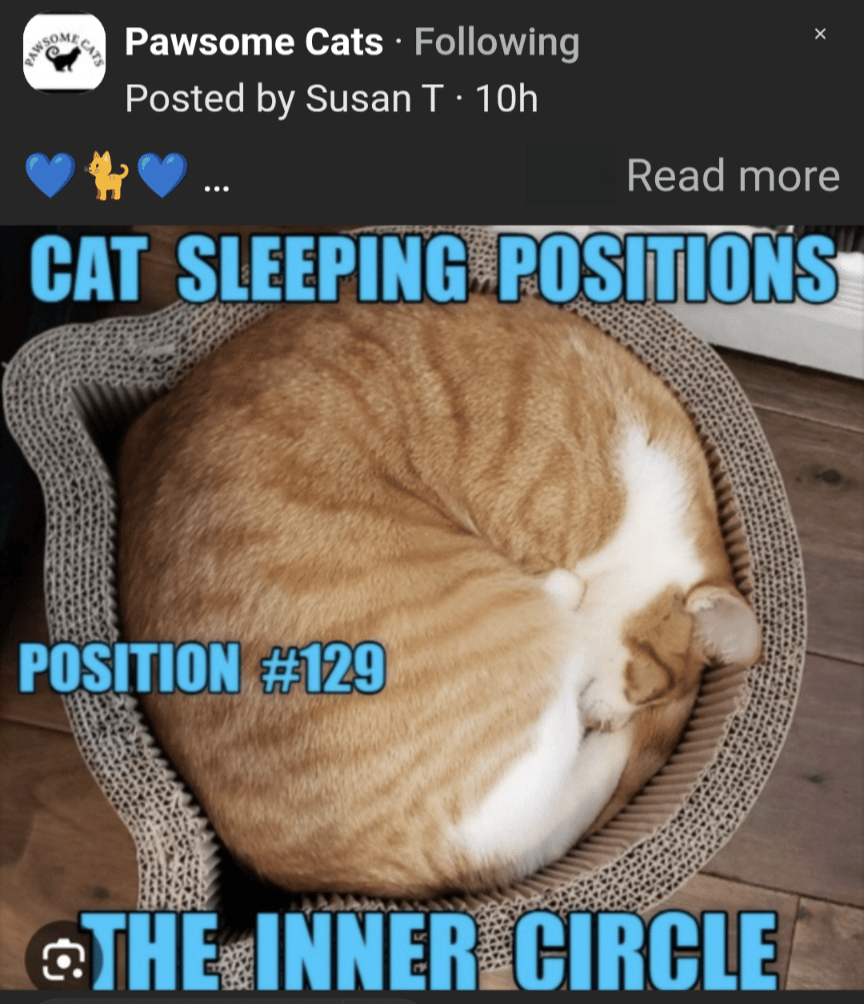 meme kucing posisi lucu