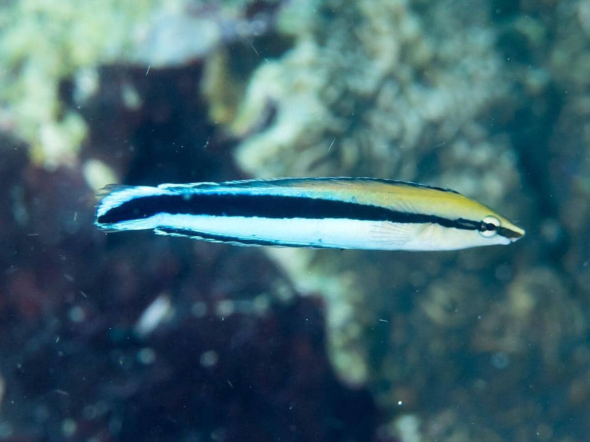 Ikan wrasse garis biru