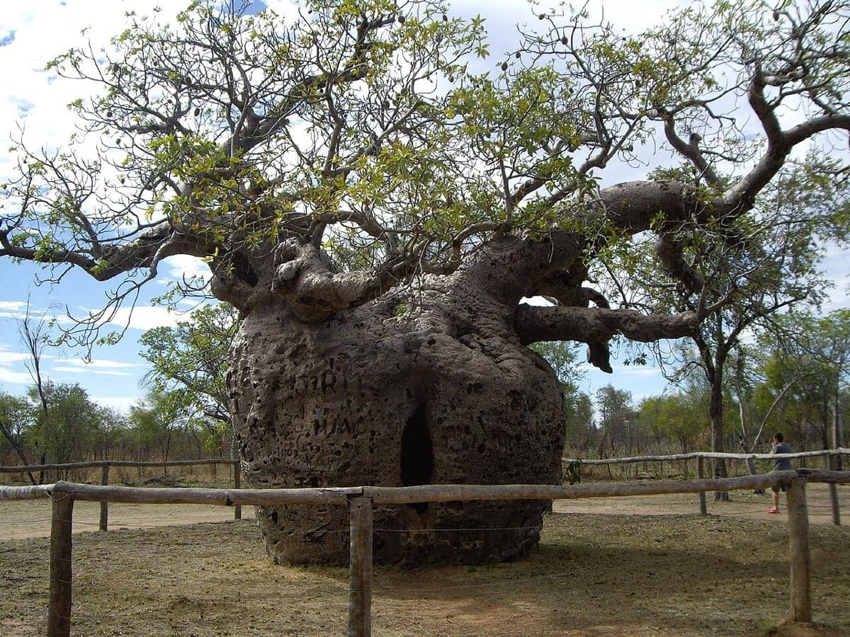 Pohon boab