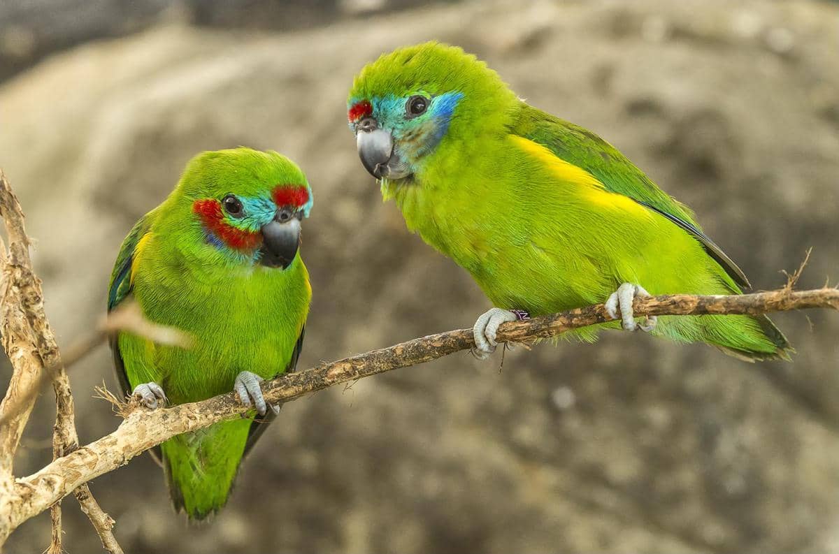 Burung nuriara mata ganda