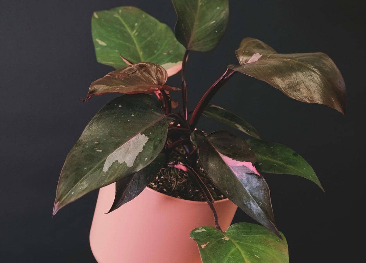 Philodendron Pink Princess
