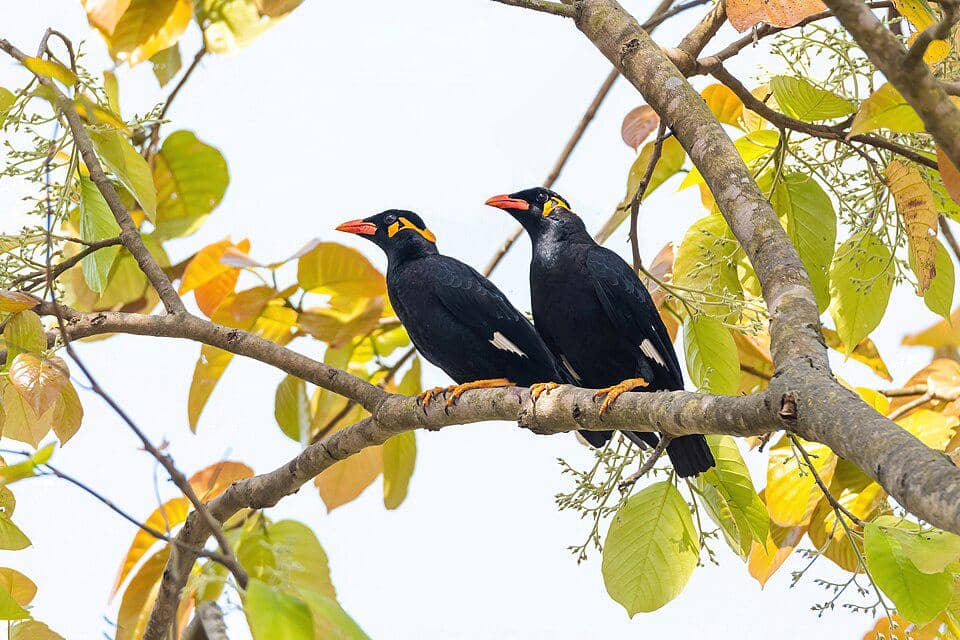 Sepasang burung beo bertengger di pohon.