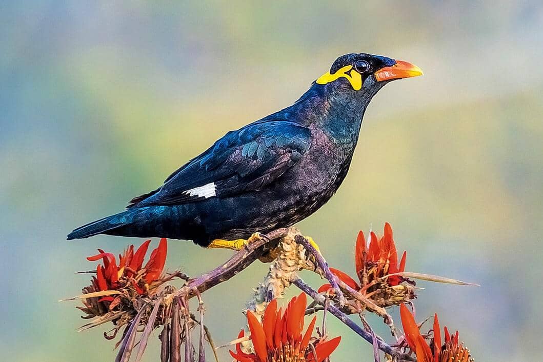 Sering Dikira Bayan, Ini 5 Fakta Burung Beo yang Orang Gak Tahu