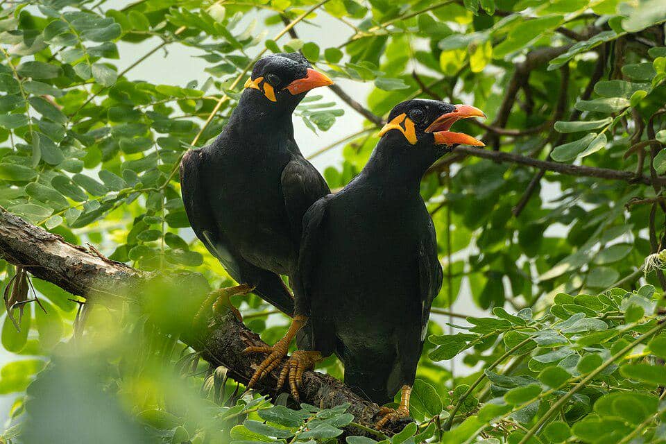 Sepasang burung beo bertengger di pohon.