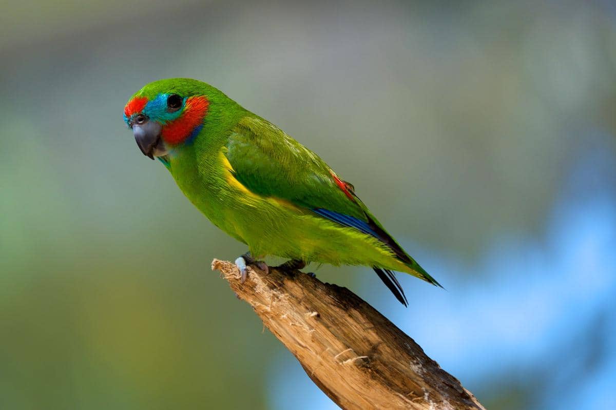 5 Fakta Nuriara Mata Ganda, Burung Mungil yang Wajahnya Bikin Terkecoh