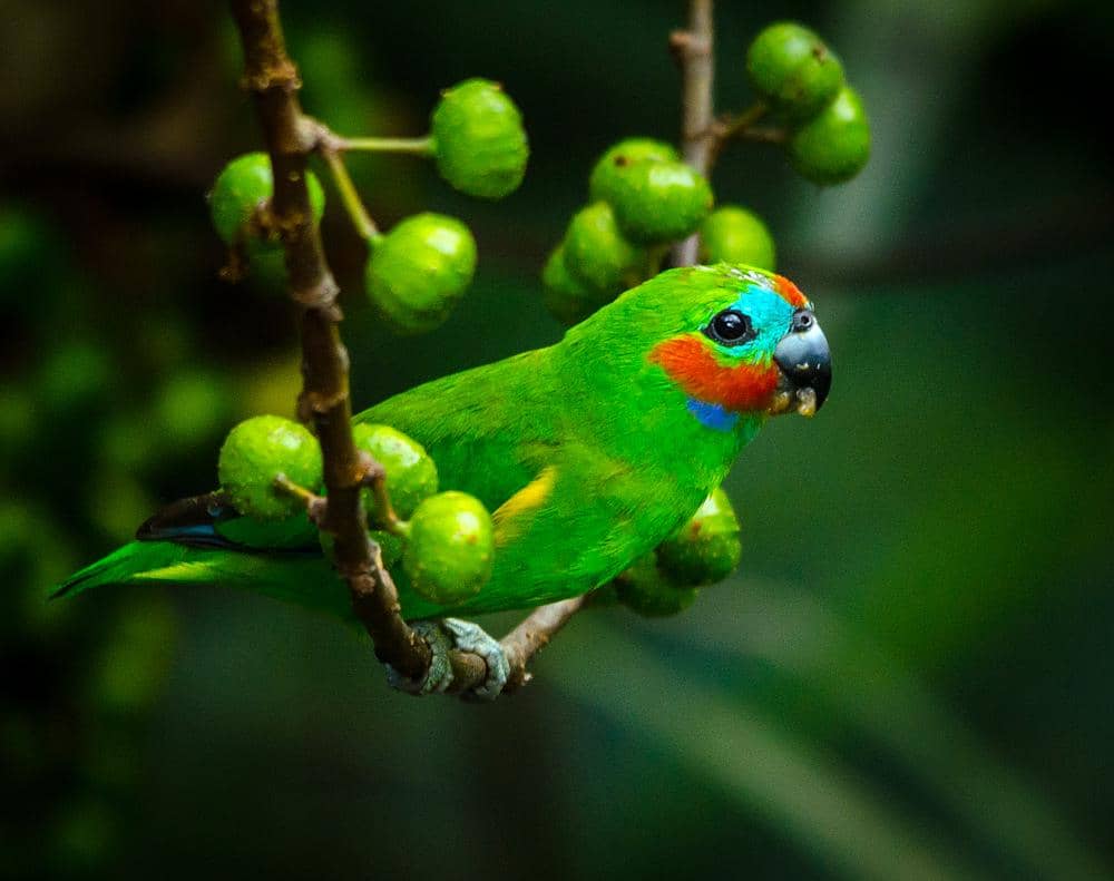 Burung nuriara mata ganda suka mengonsumsi buah ara.
