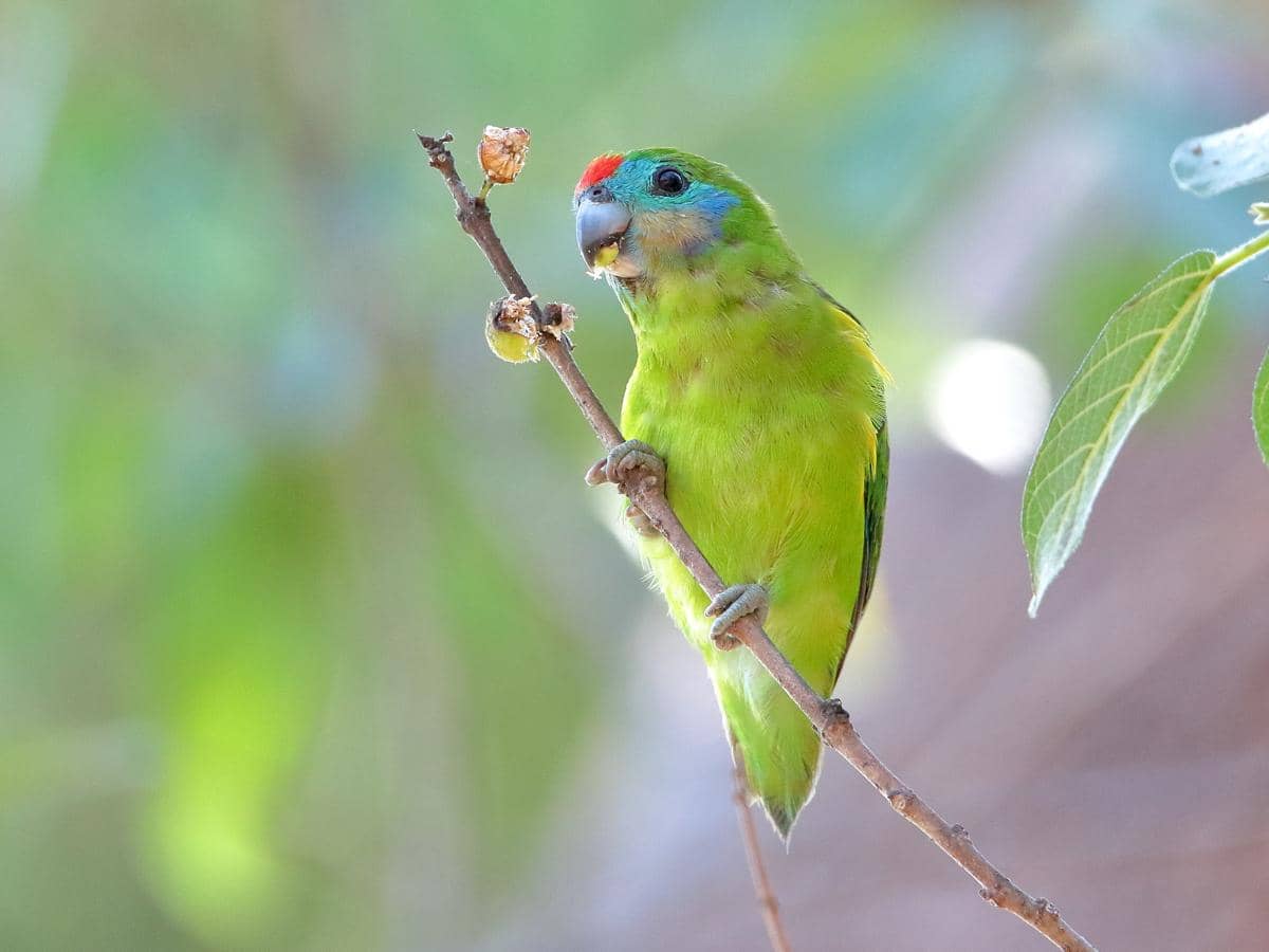 Burung nuriara mata ganda