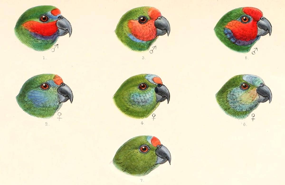 7 subspesies burung nuriara mata ganda, tidak termasuk subspesies coxeni.