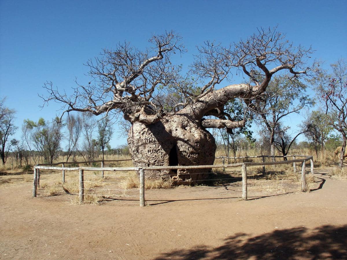 Pohon boab