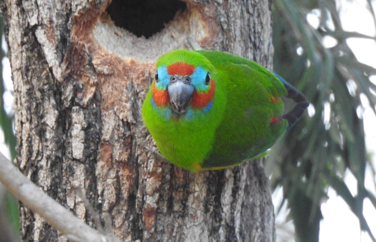 Burung nuriara mata ganda