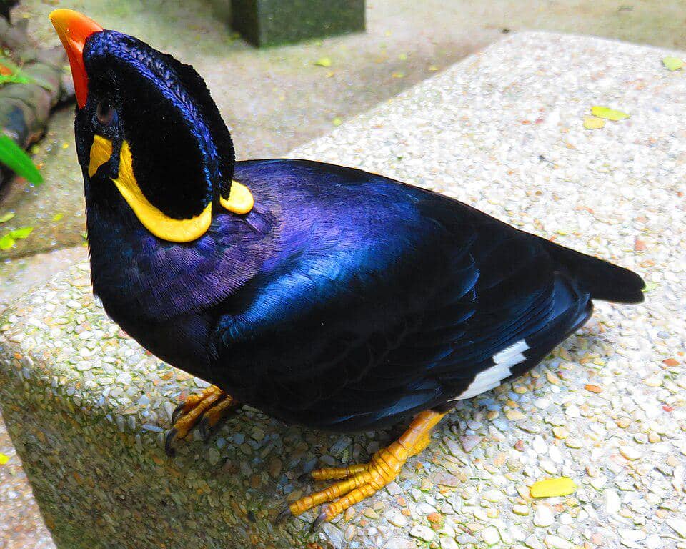 Burung beo memperlihatkan kemilau biru dan ungu pada bulunya.