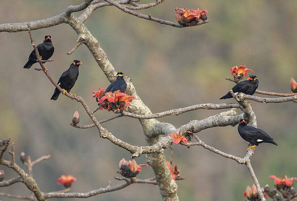 Sekelompok burung beo bertengger di pohon.