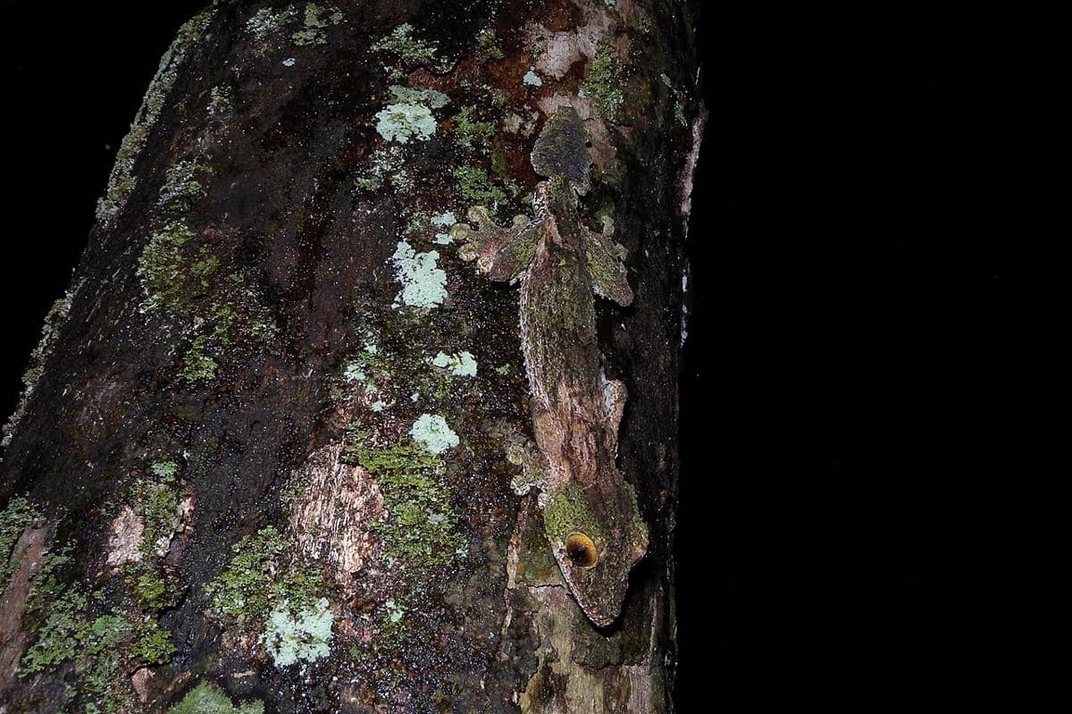 Mossy leaf-tailed gecko