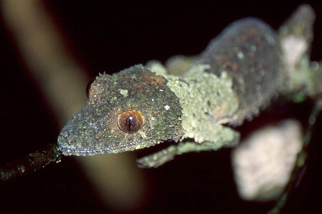 Mossy leaf-tailed gecko