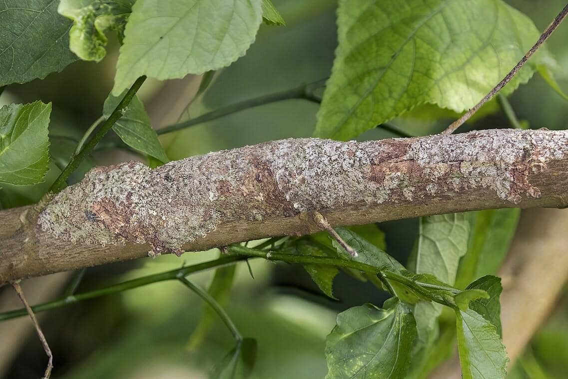Mossy leaf-tailed gecko