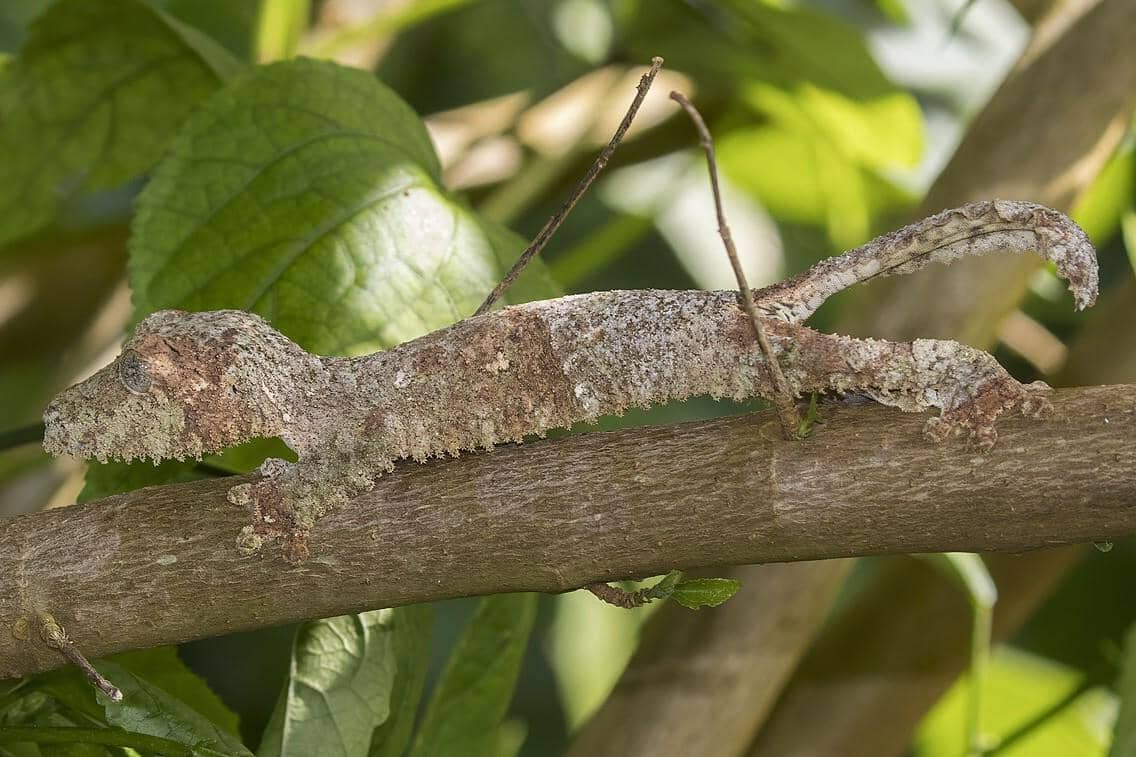 Mossy leaf-tailed gecko