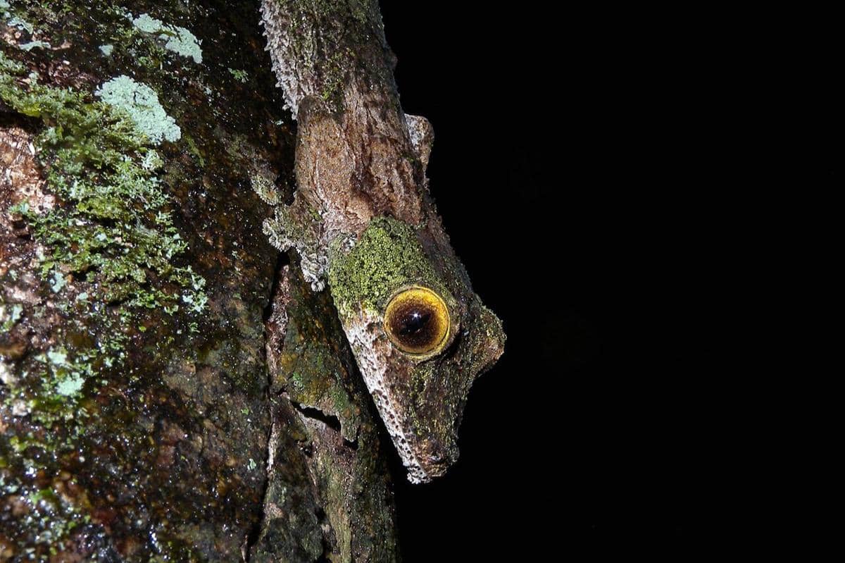 Mossy leaf-tailed gecko