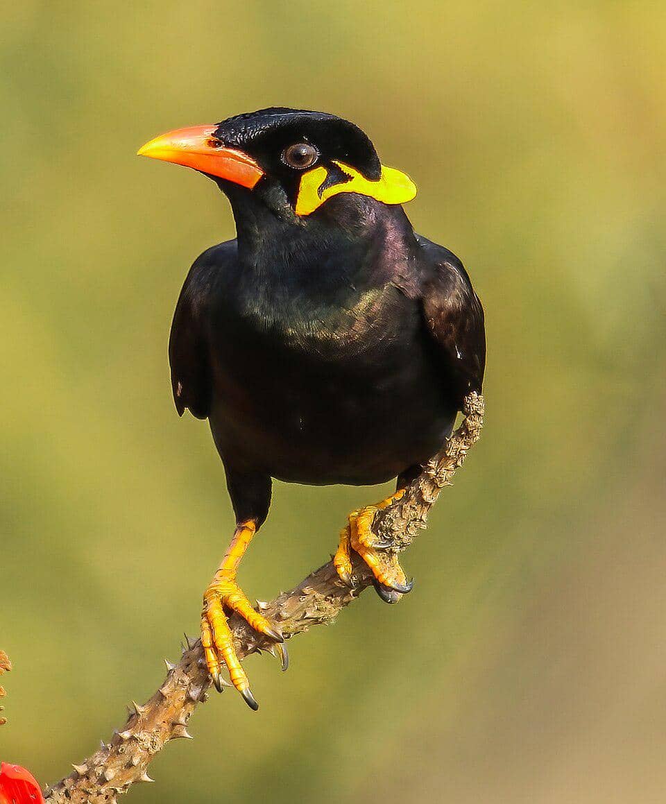 tampak dekat burung beo