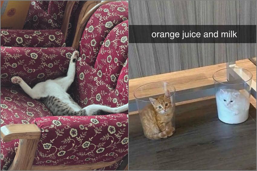 7 Meme Kucing dengan Posisi Lucu, Bertingkah di Luar Nalar!