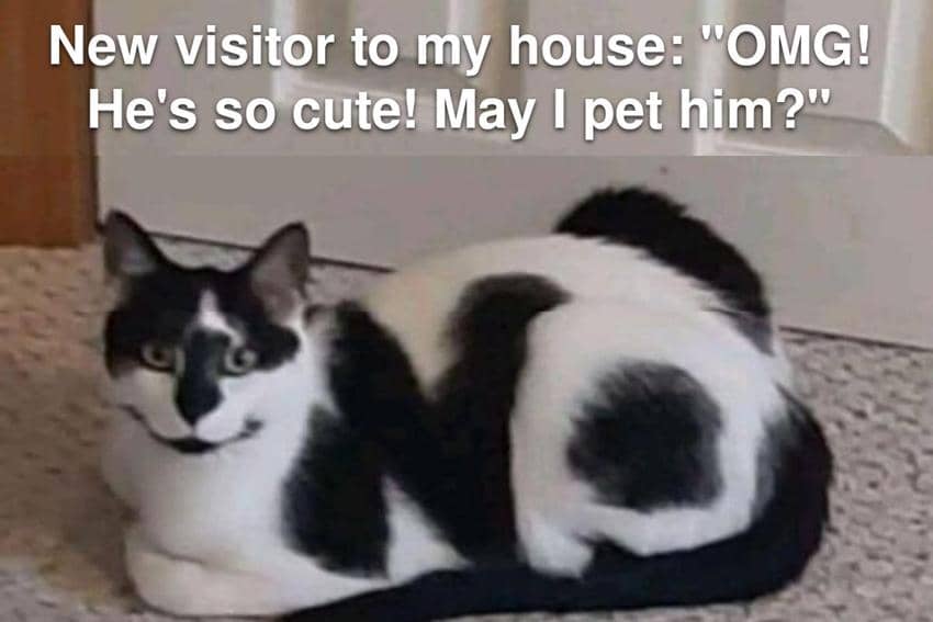 8 Meme Mengelus-elus Kucing, Bikin Ketagihan karena Gemas